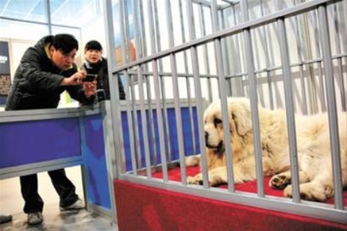 上海宠物犬博览会举行 藏獒“小白龙”身价两千万